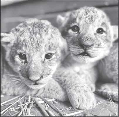 Pictured are two of the three new lion cubs born at Tanganyika Wildlife Park in Goddard. The largest of the cubs weighs 10.5 pounds. Melissa Steven/Contributed photo
