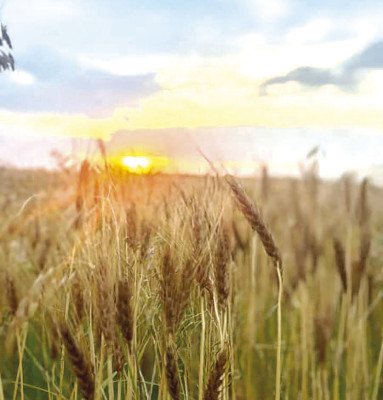 The sun hangs low over a Clearwater wheat field that is ready to be harvested. The wheat harvest swung into high gear over the weekend and continues this week. See additional photos online at tsnews.com and in next week’s newspaper. Submitted by Nikki Woods