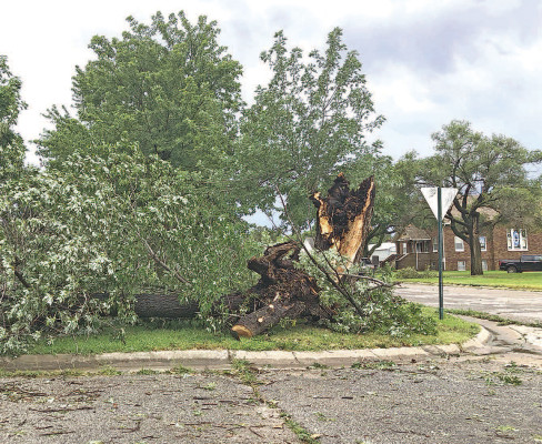 A downed tree lays in a yard at the corner of 7th Street and Wichita in Conway Springs. Residents woke up Saturday morning to a fair amount of storm damage, primarily broken limbs and toppled trees. Clean-up continued through the weekend. Michelle Leidy-Franklin/Contributed photo