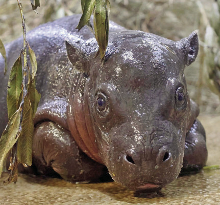 A male pygmy hippopotamus calf was born June 26 at Tanganyika Wildlife Park in Goddard. He was named Mars. Contributed photograph