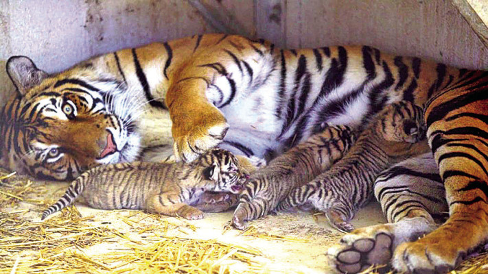 A rare litter of Bengal tiger cubs was born on June 11 at Tanganyika Wildlife Park in Goddard. Contributed photo
