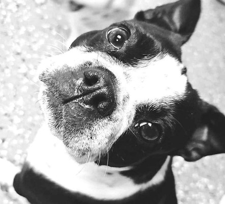 A dog enjoys time at A Doggie Boutique last fall. The Goddard business closed in October after a car came through one of its walls, but it reopened on Jan. 2. A Doggie Boutique/Contributed photo