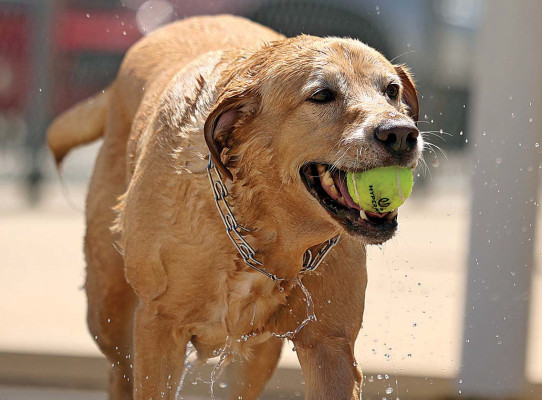 A golden retriever brings a ball out of the water at last year’s Dog Daze of Summer canine swim at the Dewey Gunzelman Pool in Haysville. This year’s event will take place on Sunday afternoon. Stephanie McKennon/TSnews